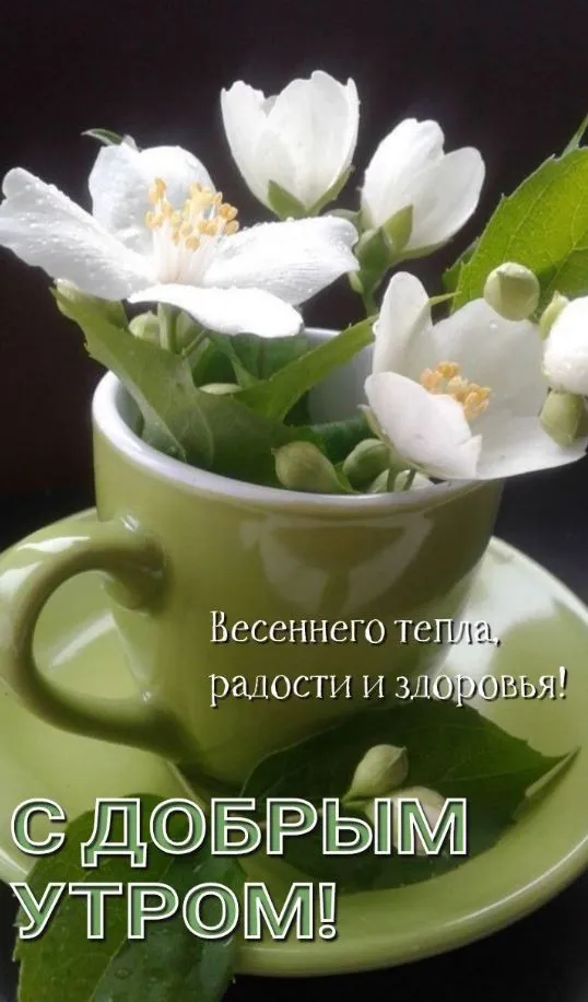 🌷Доброе утро! Тюльпаны для Вас, просто так, от души