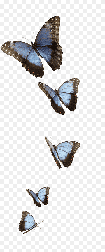 Blue Butterfly Soft Aesthetic Emoji Butterflies Pink Clouds