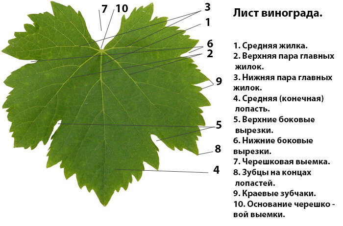 Трафарет листика для вырезания: разные