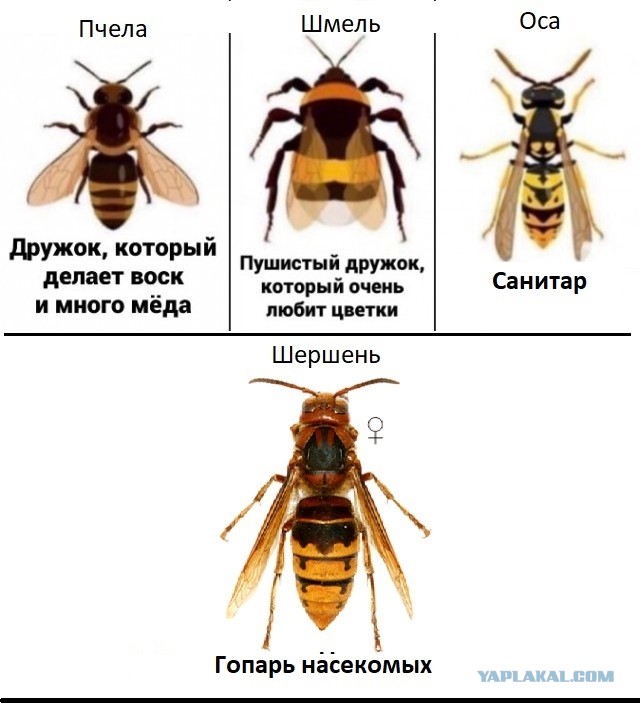 Скачать картинки Японский шершень, стоковые фото Японский