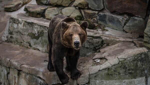 Холст «Новогодний медведь в смешной шапке», купить в интернет