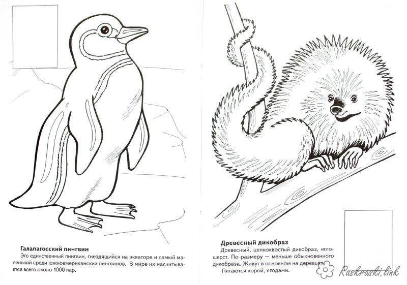 Раскраска Дикобраз 🖍. Раскрашиваем