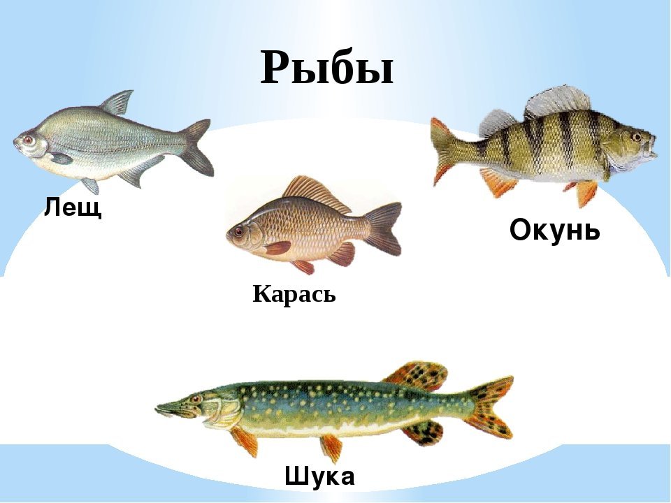 Умеющий зимовать вмороженным в лед предок золотых рыбок