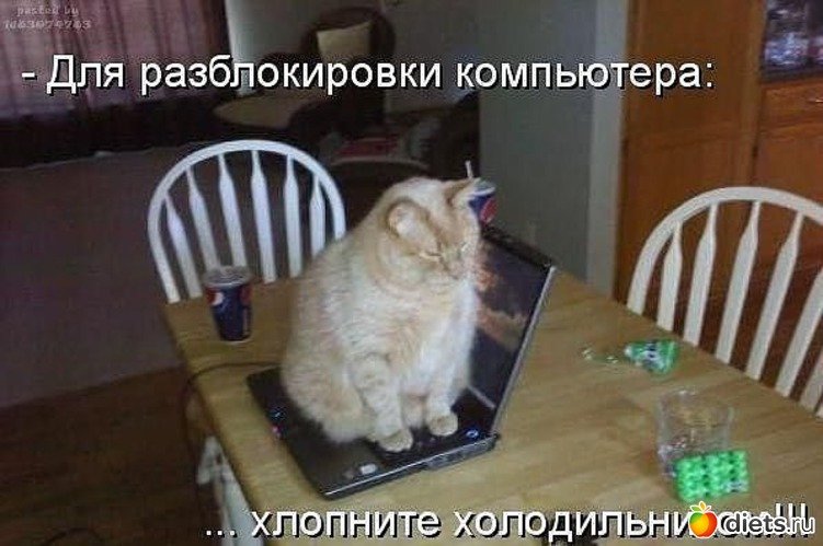 Коты недовольны обязательной изоляцией