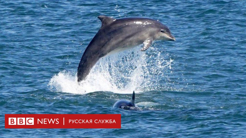 дельфин мультфильм красивая морская жизнь,дельфин прыгает