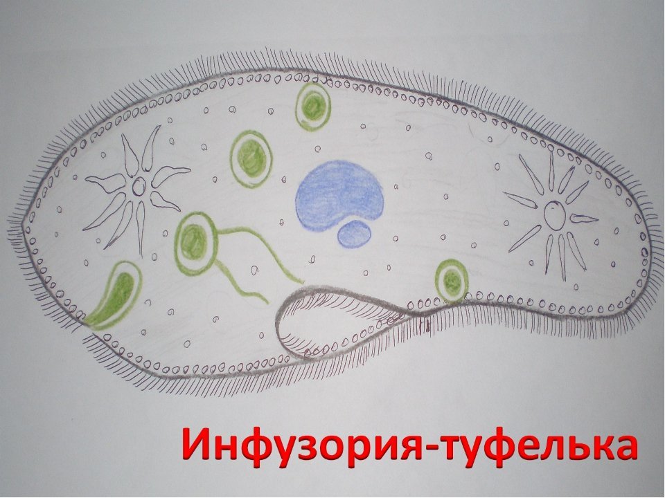 История восемнадцатая. Инфузория